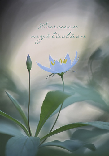 Suruadressi Metsätähti WWF