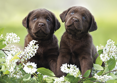 1-os eläinkortti koira