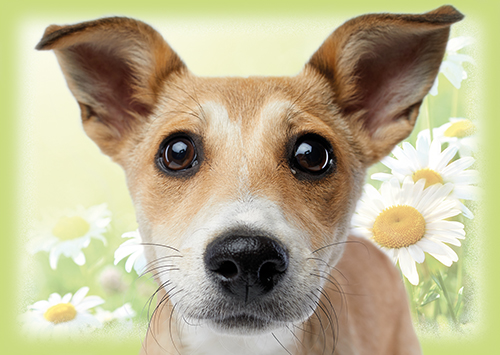 1-os eläinkortti koira