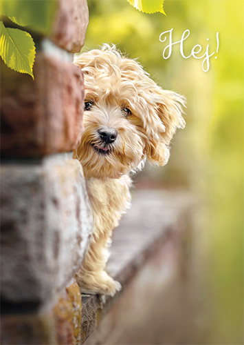 1-os hupikortti R Avanti