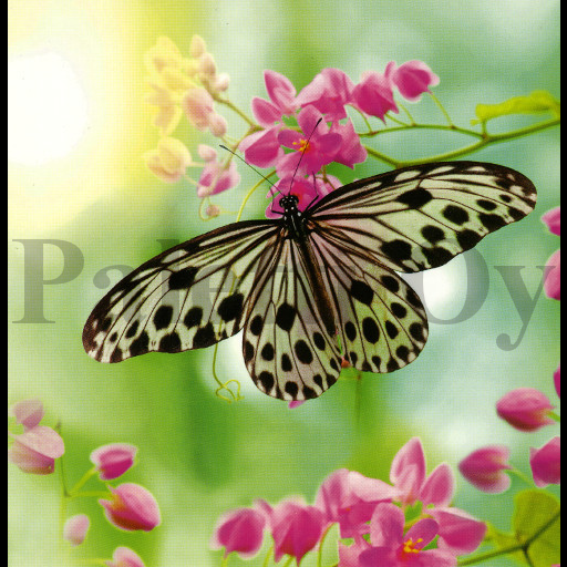 1-os Aquarupella Square 13,5 x 13,5