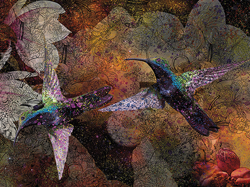 Juliste 60x80cm Kolibri