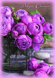 [2742381] 1-os onnittelu