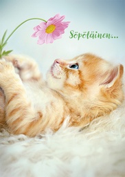 [3910152] 1-os hupikortti Avanti 