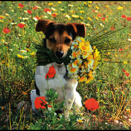 [79800] 1-os neliökortti Aquarupella