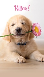 [1961022] 2-os kiitos Avanti