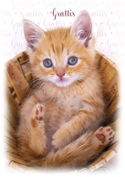 [4776079] 1-os eläinkortti R kissa