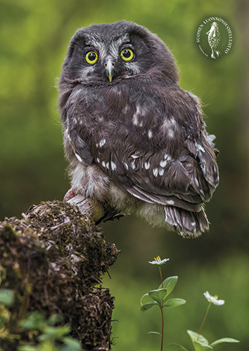 1-os kortti Suomen luonnonsuojeluliitto