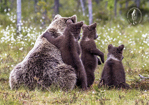 1-os kortti Suomen luonnonsuojeluliitto