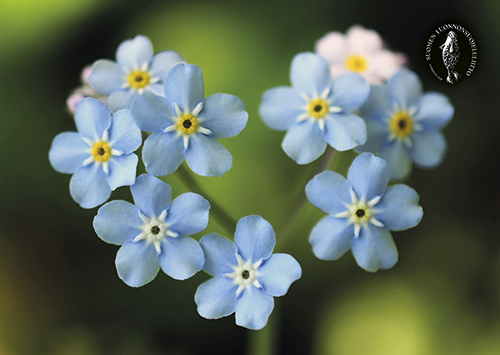 1-os kortti Suomen luonnonsuojeluliitto