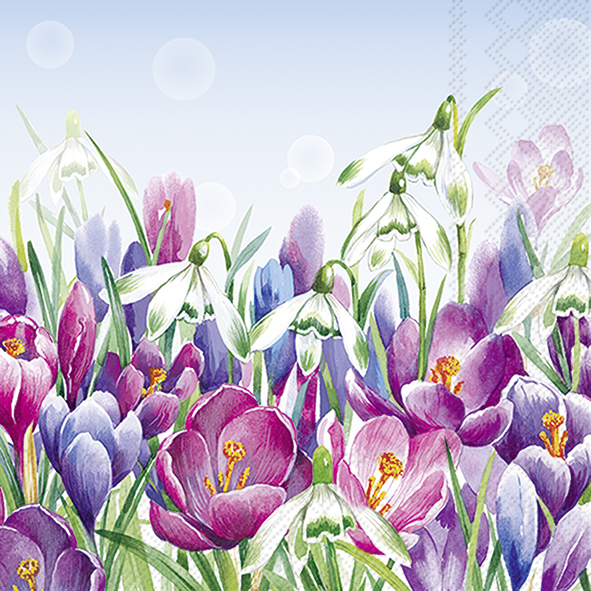 CROCUS light blue 25 cm