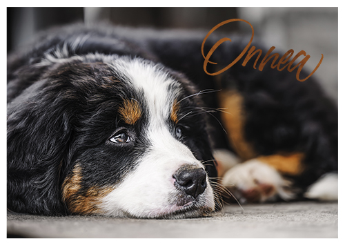 1-os eläinkortti koira