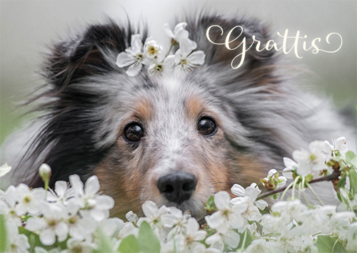 1-os eläinkortti R koira