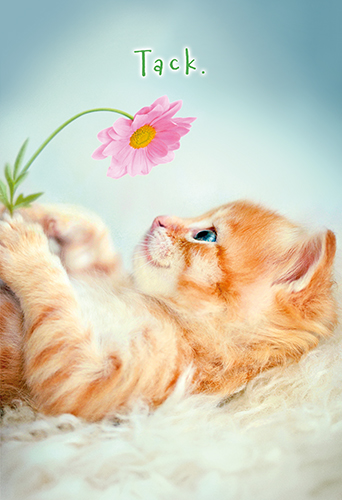 2-os kiitos R Avanti