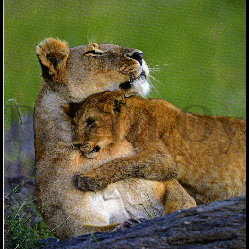 1-os Aquarupella Square 13,5 x 13,5