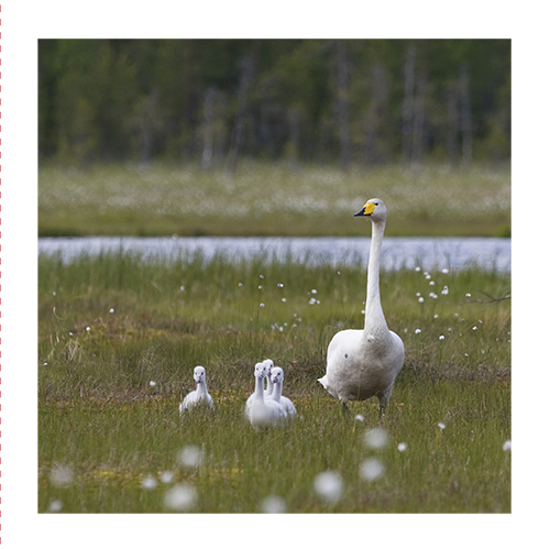 2-os neliökortti Luonto 14,5x14,5 cm