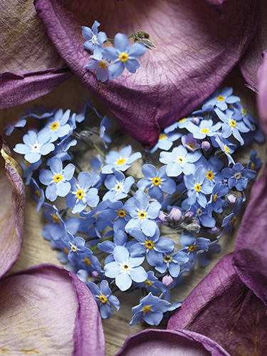 Juliste 30x40cm Sinivuokko