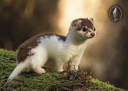 [2725447] 1-os kortti Suomen luonnonsuojeluliitto