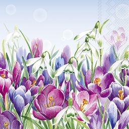 [C1071949] CROCUS light blue 25 cm