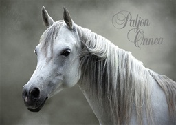 [475P0101] 1-os eläinkortti hevonen