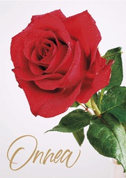 [25P20041] 1-os onnittelu