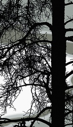 [4904605] 2-os kortti Vallila Kelohonka vihreä