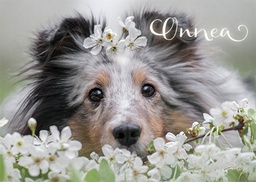 [4750001] 1-os eläinkortti koira 