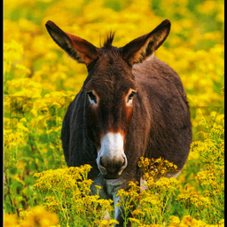 [31966] 1-os neliökortti Aquarupella