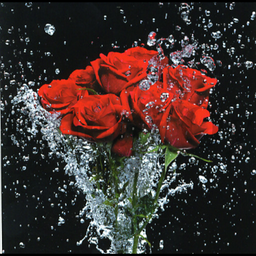 [79811] 1-os Aquarupella Square 13,5 x 13,5