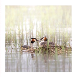 [51P0005] 2-os neliökortti Luonto 14,5x14,5 cm