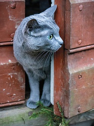 [318124] Juliste 30x40cm kissa oven raossa