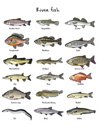 [318327] Juliste 60x80cm kalat