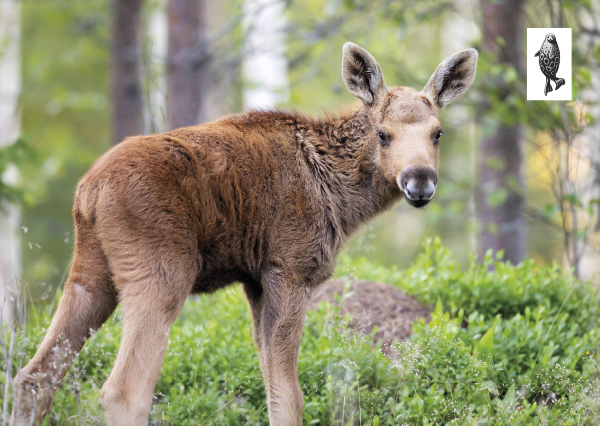 1-os kortti Suomen Luonnonsuojeluliitto