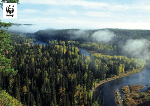 1-os WWF kesä 