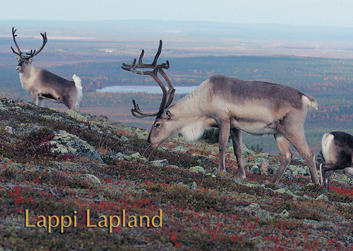 1-os kortti Lappi Kesä