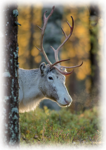 1-os kortti Lappi kesä