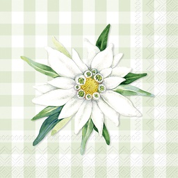 [C1046929] EDELWEISS AND GENTIAN li. Green 25 cm