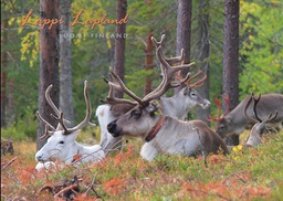 [90432] 1-os kortti Lappi Kesä